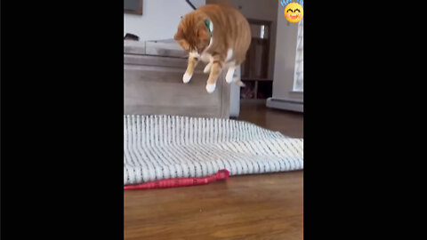 New Funny Animals - Funniest Cats and Dogs Videos