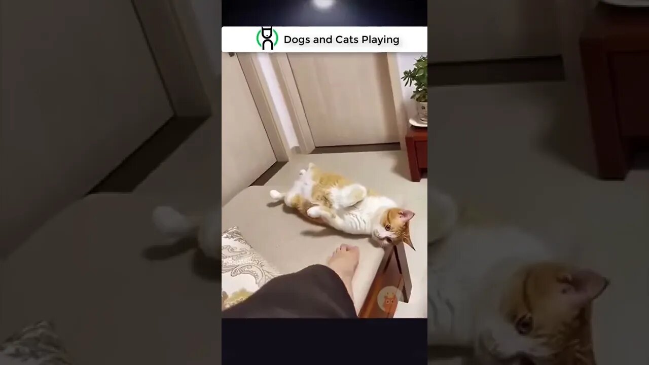 Dogs and Cats Playing - funny cats ( but ) sweet reactions