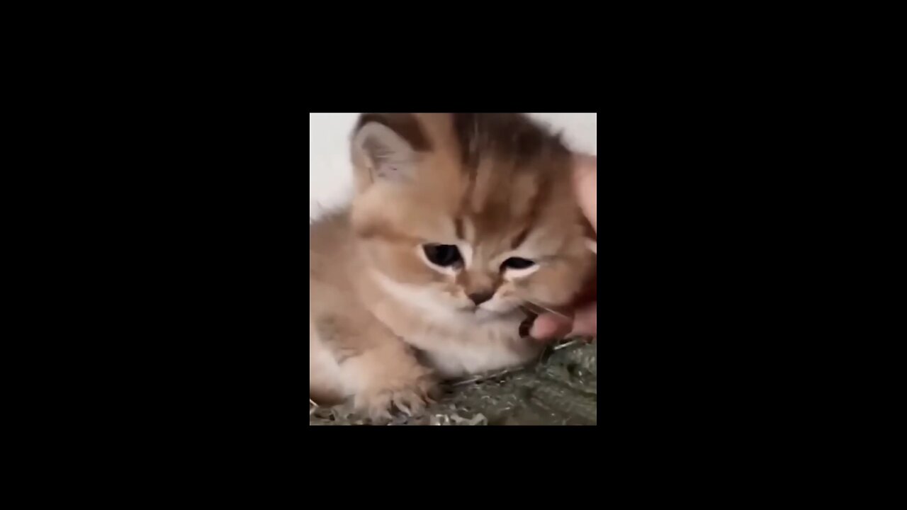 BEST DANK CAT MEMES COMPILATION 2023 PART 1(Tiktok)