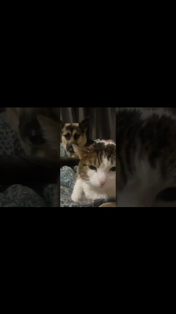 Do u Ever Get That Feeling? #shorts