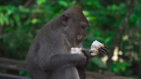 monos en la naturaleza