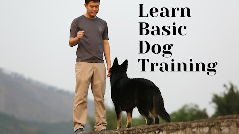 Basic Dog Training - How to train your dog ?