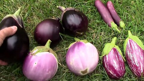 Eggplants Growing In Our Garden - Several Varieties We've Grown In The Past