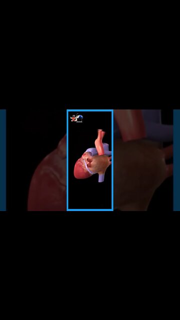 🔰 Anatomia do Coração,som do batimento cardíaco bombeando | #shorts