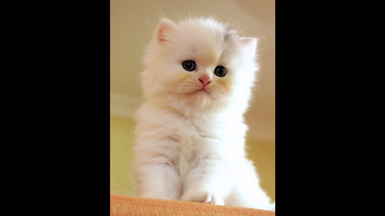 Cute white persian kitten