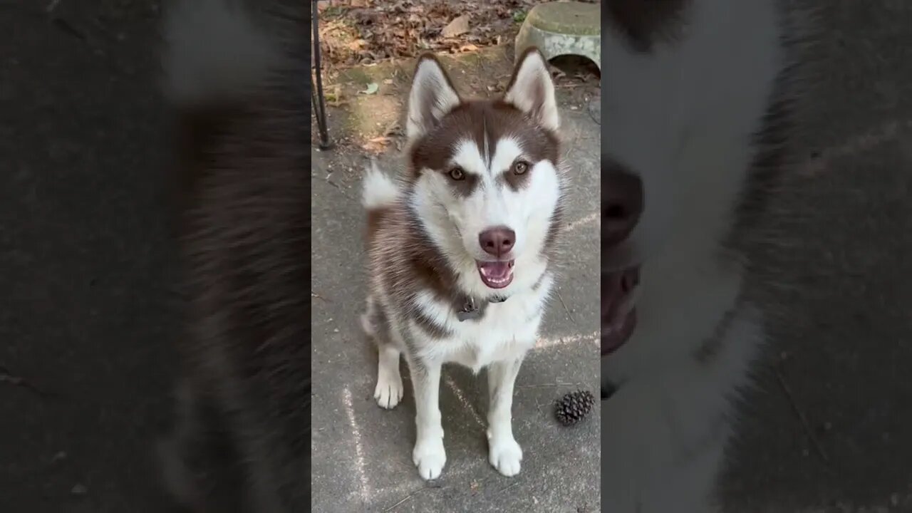 My Husky Todoroki is Famous