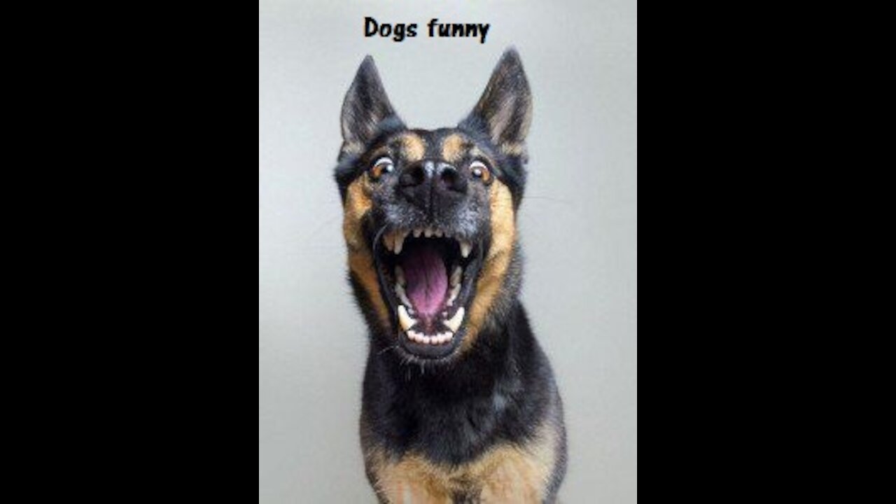 Funny Dogs TRY NOT TO LAUGH 2