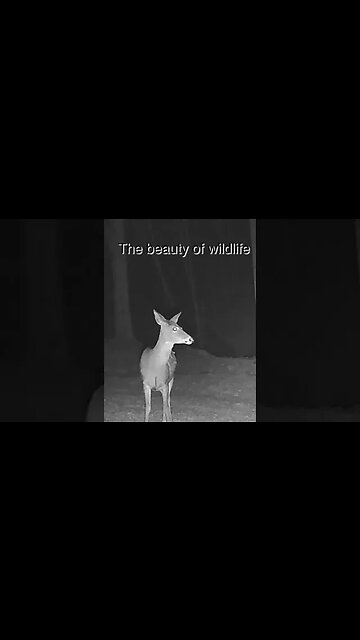 The Beauty of Wildlife part 2 #shorts