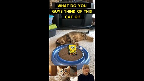 Cute Cat Gif