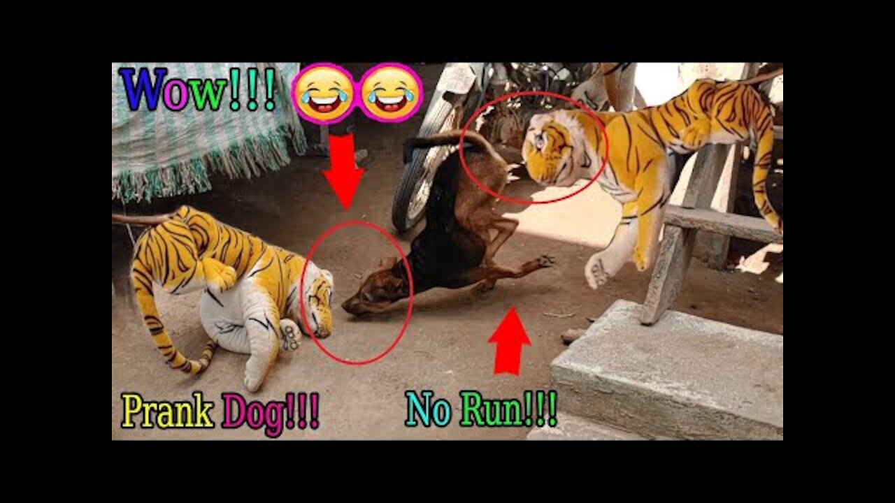 Wow Must Watch!! Fake Tiger Prank Dog So Funny Comedy Video 2021|