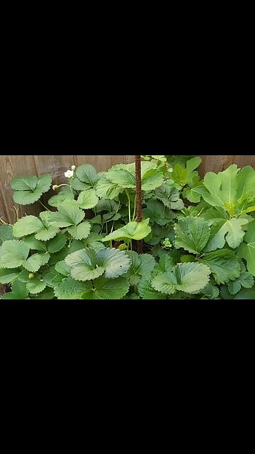 #Electroculture update #9 | the strawberries are producing a second yield 🍓 #strawberries #gardening