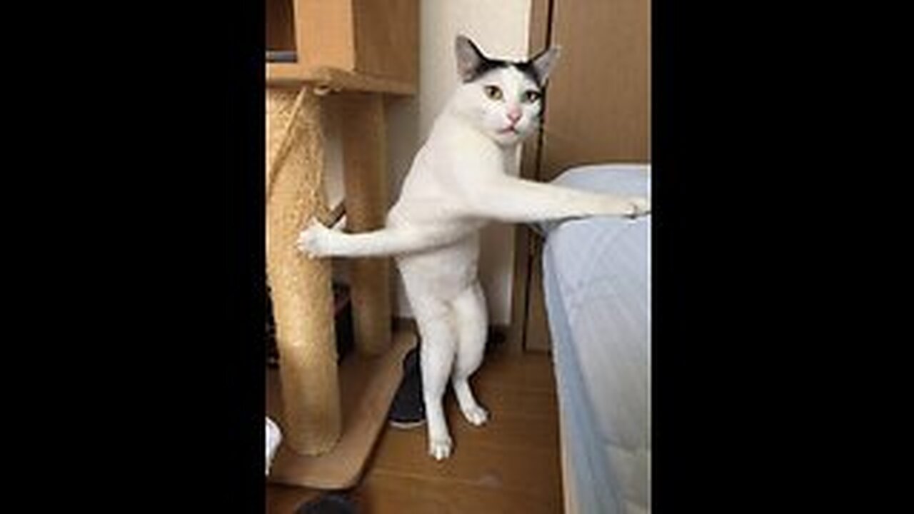 What is happening with these cats?🤔