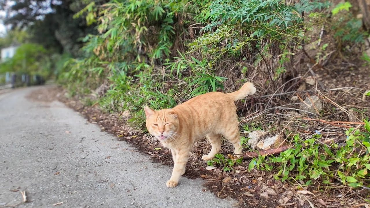 A cat that appears from the grass on the side of the road when someone passes by on the seaside road