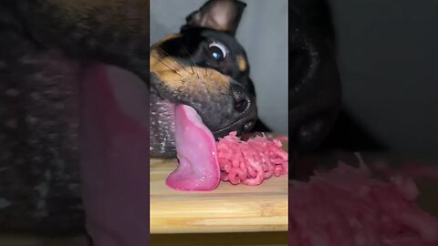 ASMR PUP ROCK EXCLUSIVE (MUST WATCH) [4K] #relax #asmr #shorts #short