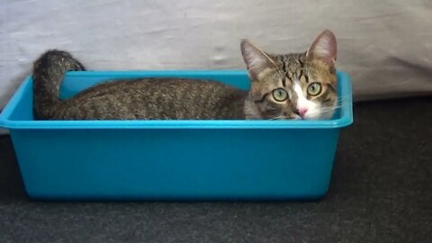 Funny Kitten Stalks Toys from a Tray