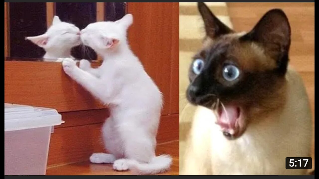Funny Cat And Dog Videos - Try Not To Laugh| Super Dog