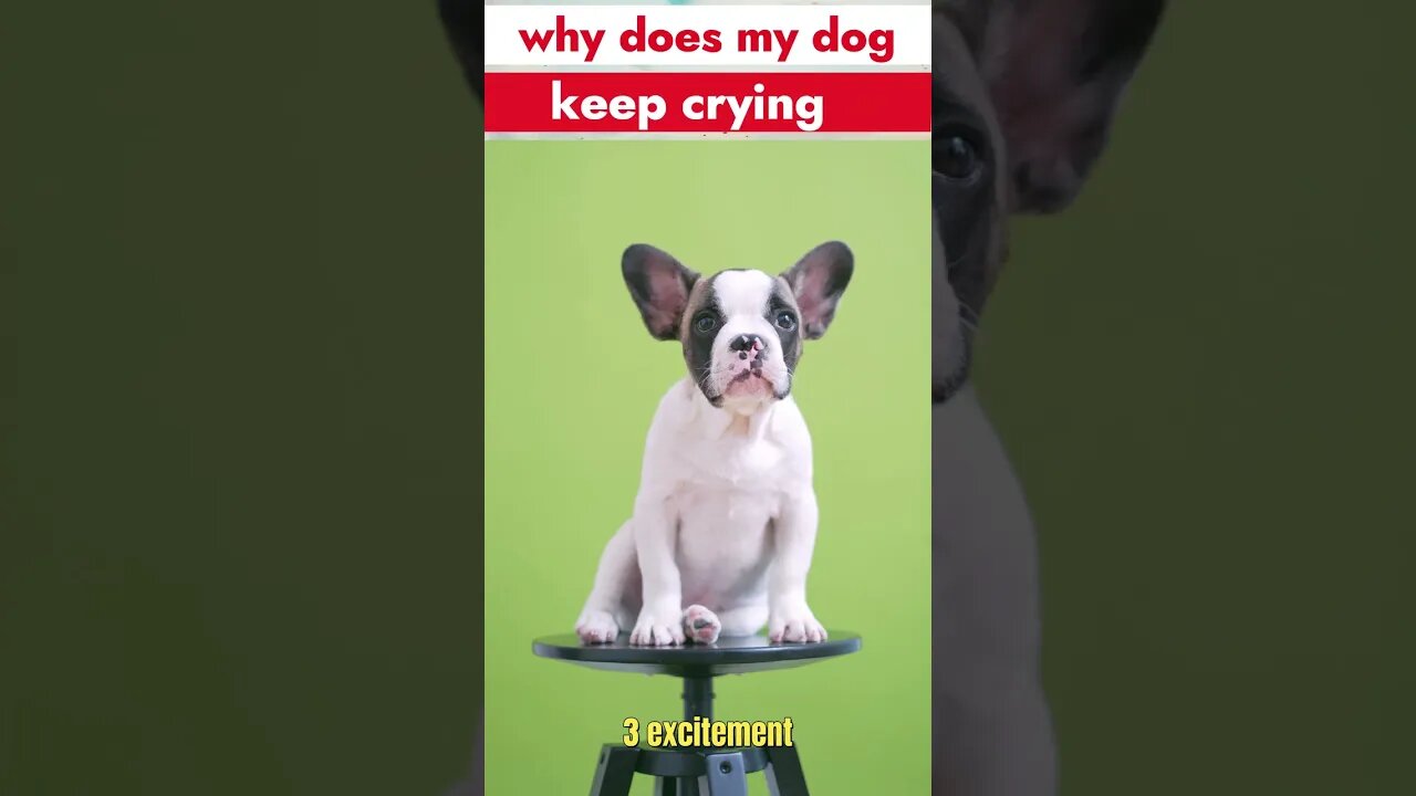 Why Does my Dog Keep Krying ? | Dog Behaviors #dog #dogsoftiktok