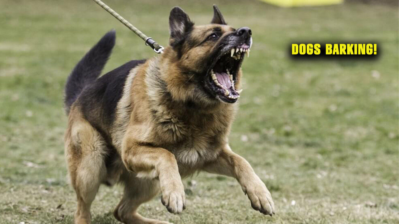 DOGS BARKING!! Angry Dogs | Real Guard Dogs | Defending You