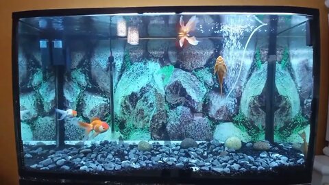 De vuelta con el acuario de Goldfish de 320 litros / mi pez sufre de vejiga natatoria-10