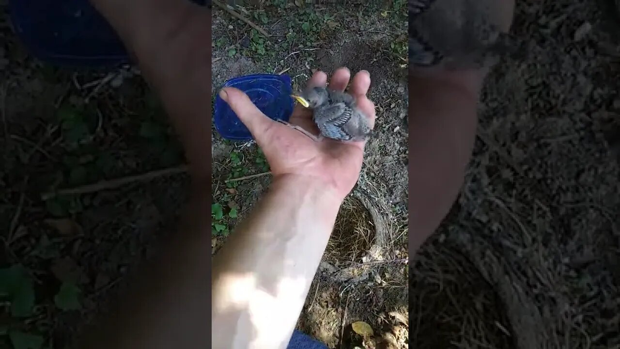 Baby Bird has a chance