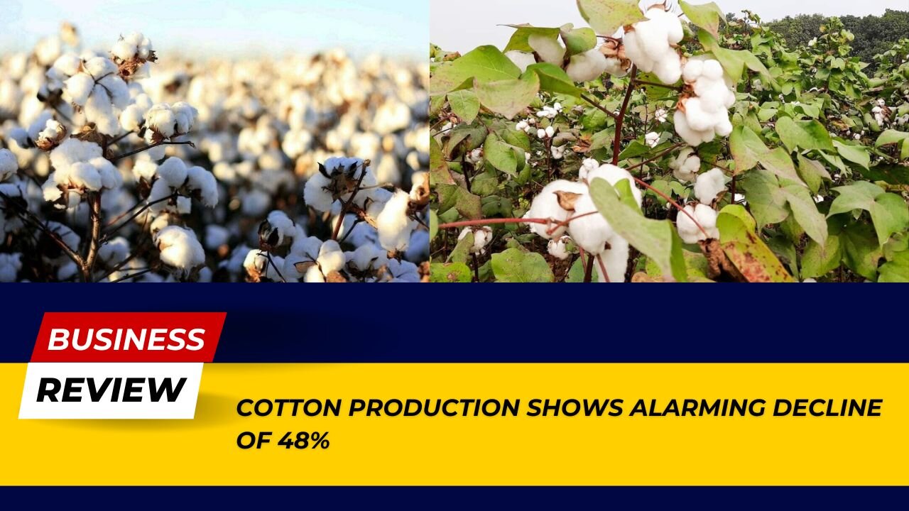 Cotton Crisis: Production Declines by 48% – Must Watch! | Business Review