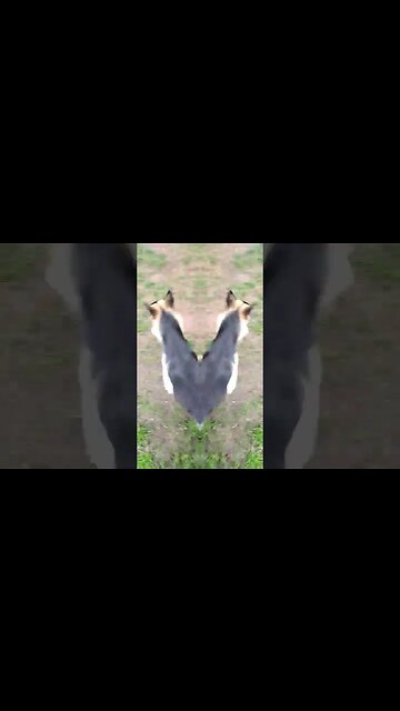 Maple Living Her Best Life #cute #doggo #dog #dogs #shepsky #cute