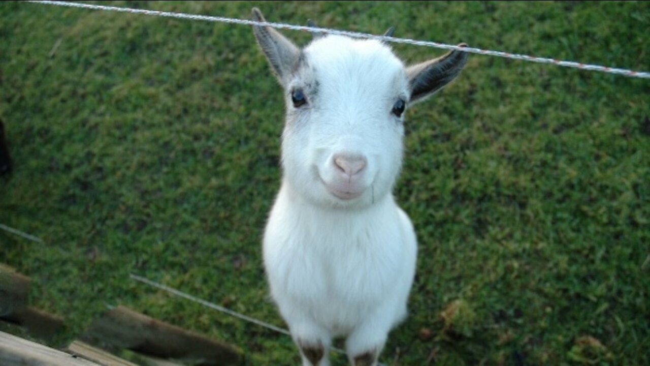 Cute Little Baby Kid Goats Jumping and Frolicking Around.