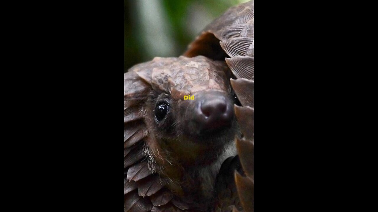 Pangolins Trivia