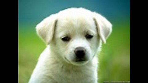 cute dogs must watch very cute