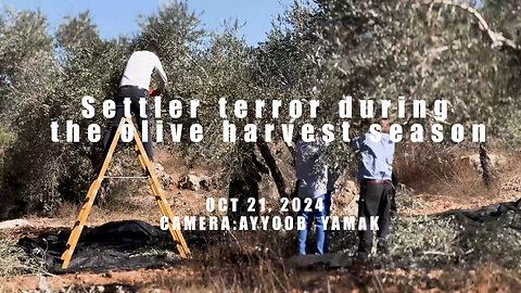 Zionists terrorise Palestinian family picking their olives in Yatma village, Palestine.