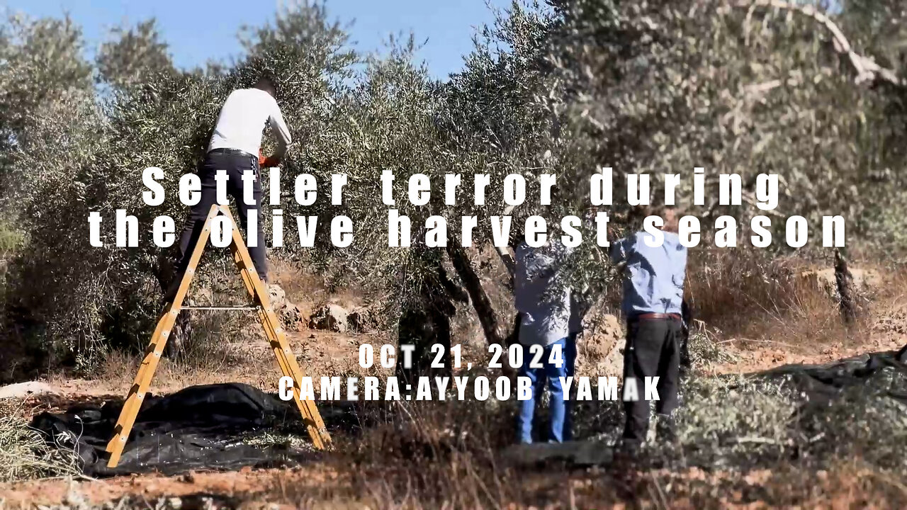 Zionists terrorise Palestinian family picking their olives in Yatma village, Palestine.