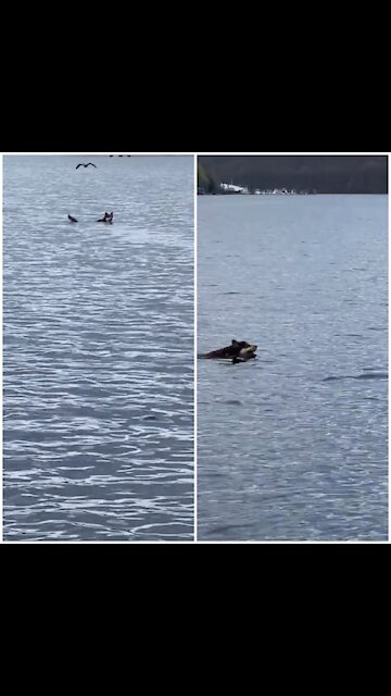 Stubborn husky swim far away