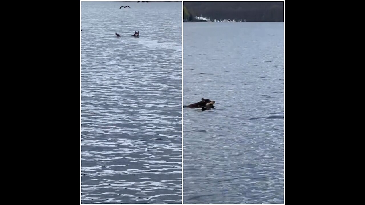 Stubborn husky swim far away