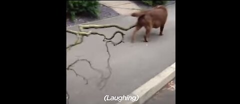 FUNNY DOG DRAGS TREE HOME