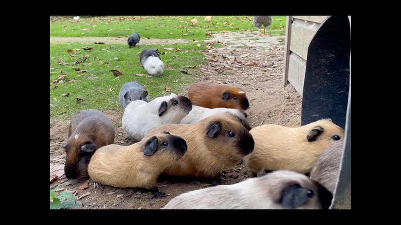 Guinea pigs exit and enter the tube