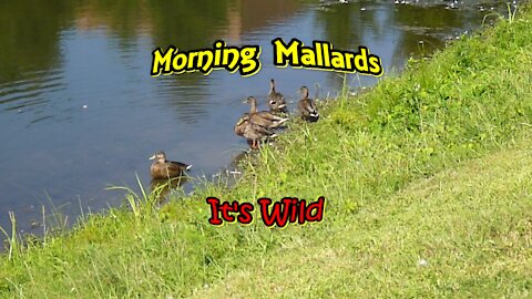 Morning Mallards