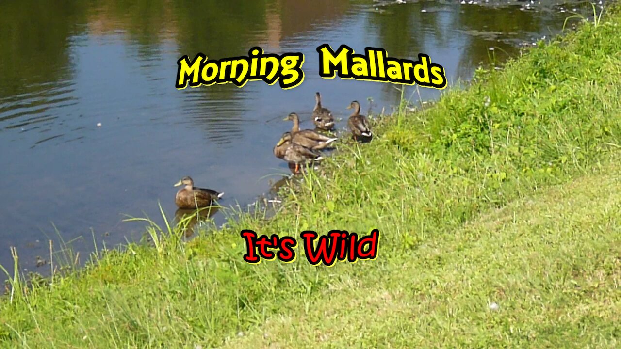 Morning Mallards