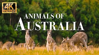 животные Австралии 4k - Замечательный фильм о дикой природе с успокаивающей музыкой