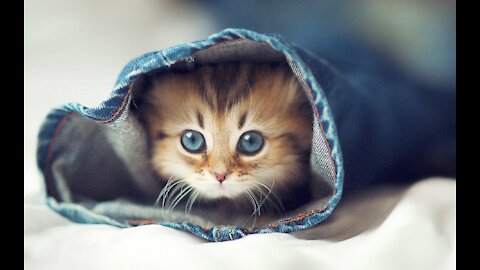 Speaking cats! These cat will Amaze you, I bet {Thrilled}