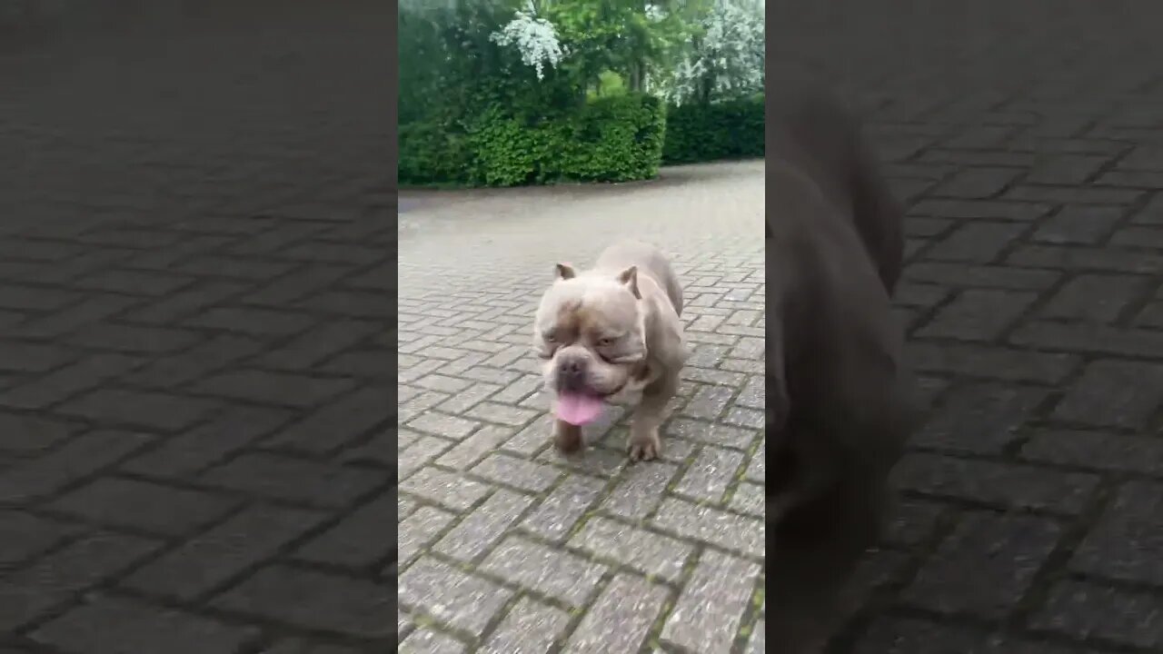Giggs on the block paving #subscribe #foryou #dogs