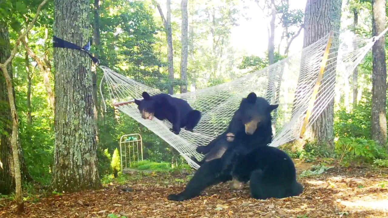 HAMMOCK BEARS: Momma Bear and Two Cubs Play On a Hammock