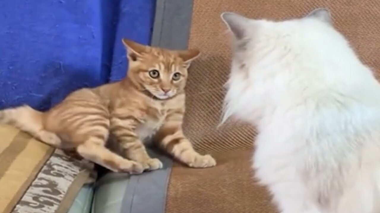 Funny Cat Video 2024