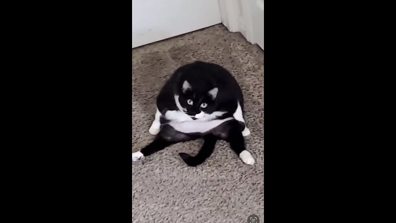 😂funny animal videos that i found for you 😂