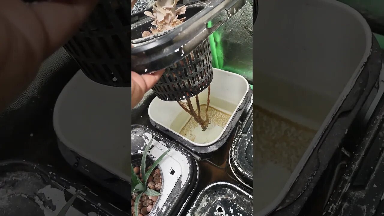 pineapple update 🚂🍿🍿🍿🍿