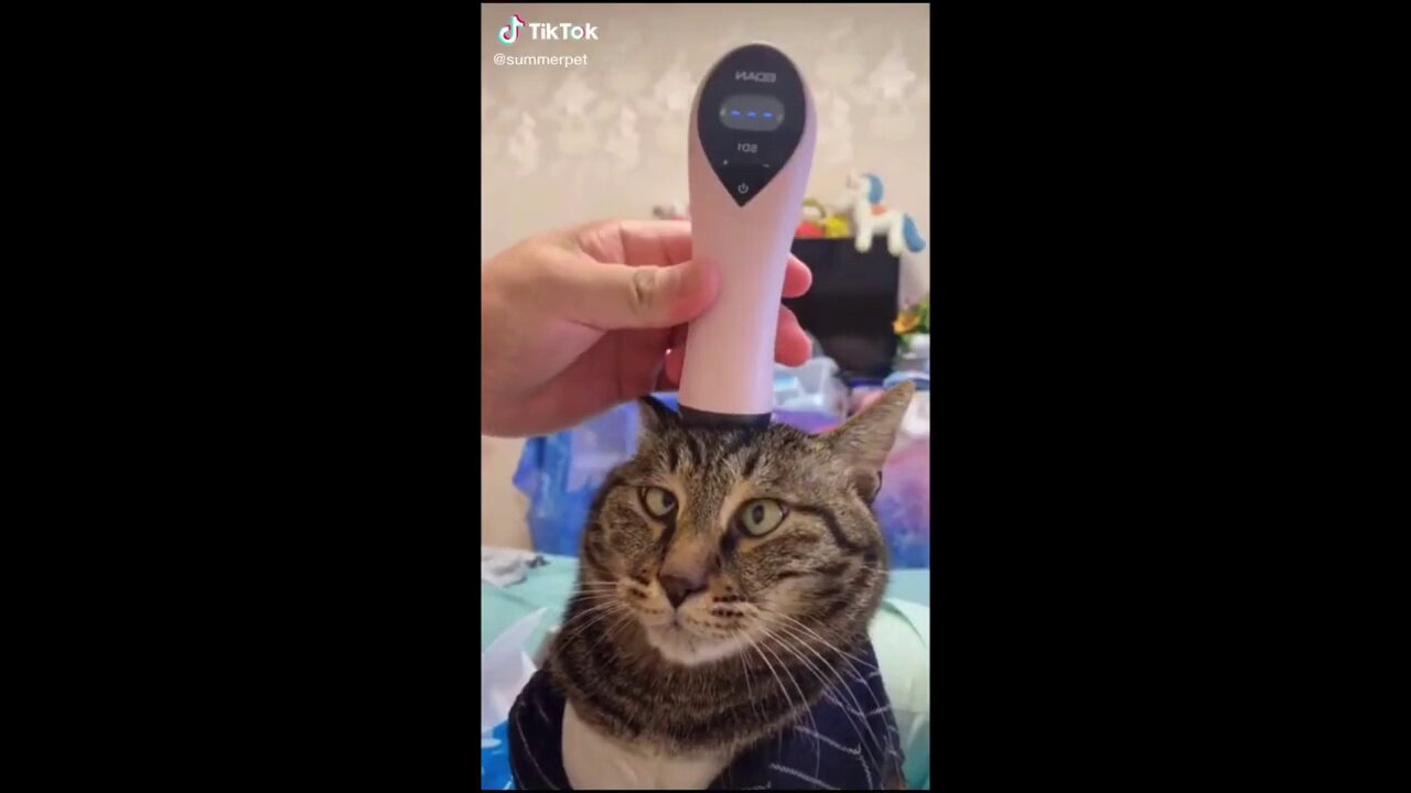 Tik Tok Funny Pets Doing Funny Things 🤣 ~ Tiktok Animals compilation