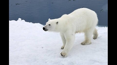 "Frozen Predators: Snow Bears Stalk Seals