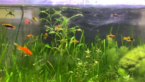 Guppies and swordtails