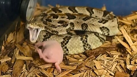 I Fed Angry Rattlesnakes and Lived to Regret It
