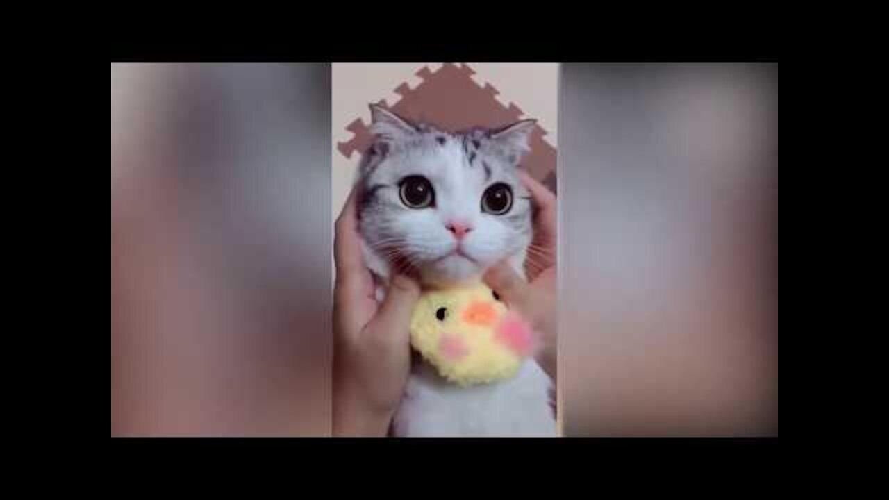 Cute Cats Funny Short Videos Compilation