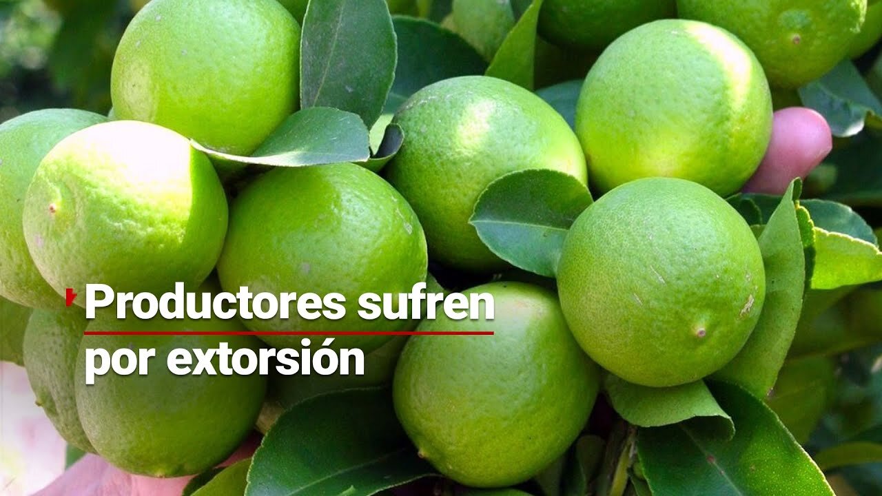 MÁS DE 5 AÑOS DE EXTORSIÓN | Las amenazas no dejan trabajar a los limoneros en Michoacán